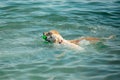 Golden retriever dogs swim in the sea Royalty Free Stock Photo