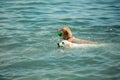 Golden retriever dogs swim in the sea Royalty Free Stock Photo