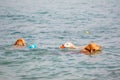 Golden retriever dogs swim in the sea Royalty Free Stock Photo