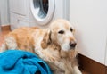 Golden Retriever doing laundry Royalty Free Stock Photo