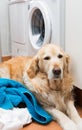 Golden Retriever doing laundry Royalty Free Stock Photo