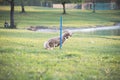 Golden Retriever Doing Weave Poles at Dog Agility Trial during sunset Royalty Free Stock Photo