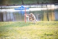 Golden Retriever Doing Weave Poles at Dog Agility Trial during sunset Royalty Free Stock Photo