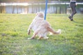 Golden Retriever Doing Weave Poles at Dog Agility Trial during sunset Royalty Free Stock Photo