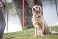 Golden Retriever Doing Weave Poles at Dog Agility Trial during sunset Royalty Free Stock Photo