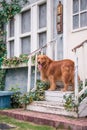 Golden Retriever at the door on the stairs