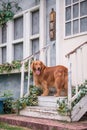 Golden Retriever at the door on the stairs