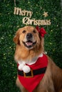 Golden Retriever dressed in a Santa Claus costume posing in front of a festive Merry Christmas sign Royalty Free Stock Photo
