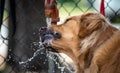 Golden Retriever Drinking Water