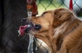 Golden Retriever Drinking Water