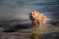 Yuck! DogÃ¢â¬â¢s first salt water swim