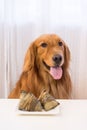 Golden Retriever eating food