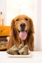 Golden Retriever eating food