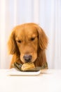 Golden Retriever eating food