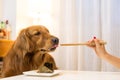 Golden Retriever eating food