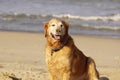 Golden Retriever at the Beach at Golden Hour Playing. Royalty Free Stock Photo