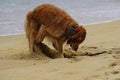 Golden Retriever at the Beach at Golden Hour Playing. Royalty Free Stock Photo