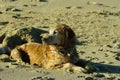 Golden Retriever at the Beach at Golden Hour Playing. Royalty Free Stock Photo