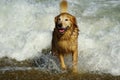 Golden Retriever at the Beach at Golden Hour Playing. Royalty Free Stock Photo