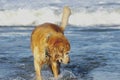 Golden Retriever at the Beach at Golden Hour Playing. Royalty Free Stock Photo