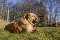 Golden retriever enjoying the winter sun Royalty Free Stock Photo