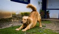 Golden retriever estirandose Royalty Free Stock Photo