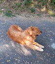 A golden retriever in expo