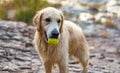 Golden retriever face dog with smile, Le muy, France