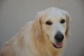 Golden retriever face dog with smile, Le muy, France