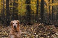 Golden Retriever in Fall or Autumn