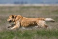 Golden Retriever In THe Field Royalty Free Stock Photo