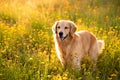 Golden Retriever in the field with yellow flowers