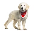 Golden Retriever in front of white background Royalty Free Stock Photo