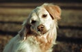 Golden retriever Royalty Free Stock Photo