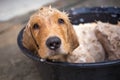 Golden retriever gets a bath