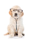 Golden retriever with a glasses and stethoscope on his neck.looking at camera. isolated on white background Royalty Free Stock Photo