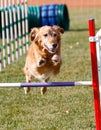 Golden Retriever going over an agility jump