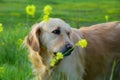 Golden retriever in golden sun rays in green grass