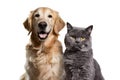 Golden Retriever and gray cat pose with distinctive expressions on white background Royalty Free Stock Photo
