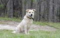 Golden Retriever Great Pyrenees Chow mix dog Royalty Free Stock Photo