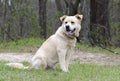 Golden Retriever Great Pyrenees Chow mix dog