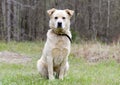 Golden Retriever Great Pyrenees Chow mix dog Royalty Free Stock Photo