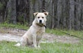 Golden Retriever Great Pyrenees Chow mix dog Royalty Free Stock Photo