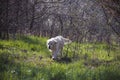 Golden Retriever in a green forest clearing Royalty Free Stock Photo