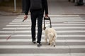 Golden Retriever helps a blind owner cross a pedestrian crossing Royalty Free Stock Photo