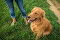 Golden retriever Royalty Free Stock Photo