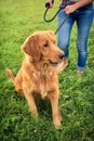 Golden retriever Royalty Free Stock Photo