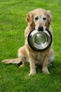 Golden retriever and hiny bowl Royalty Free Stock Photo