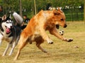 Golden Retriever and Husky