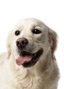 Golden Retriever II Royalty Free Stock Photo